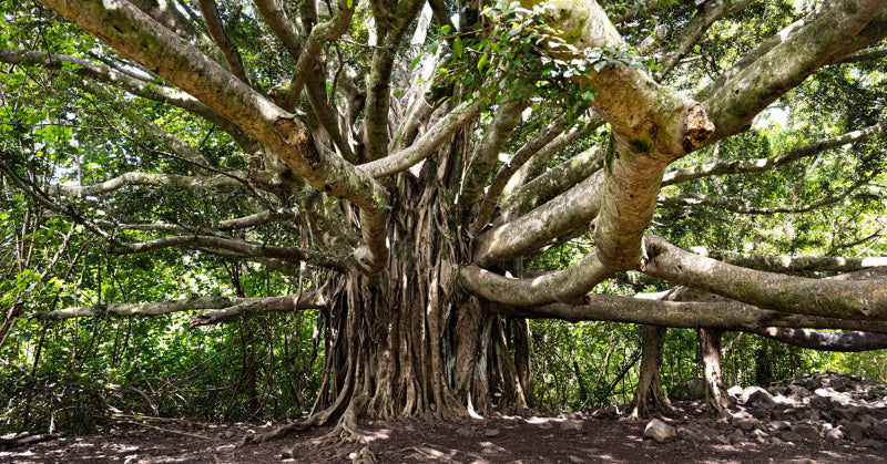banyan-tree
